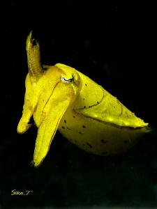 A friendly cuttlefish.. by Sven Tramaux 